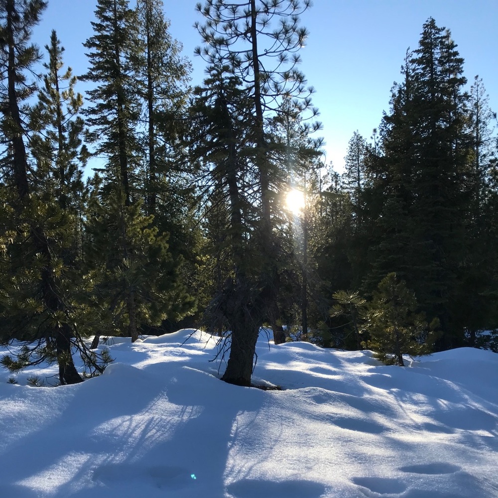 Meet your Posher, Chewie